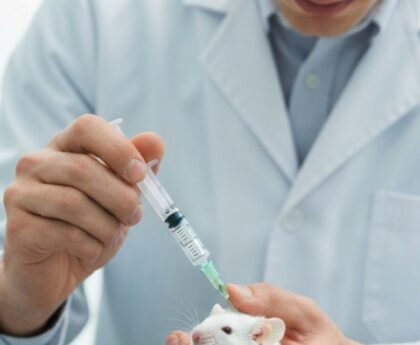 Naked mole rat in lab related to HAS2 longevity gene study for anti-aging research